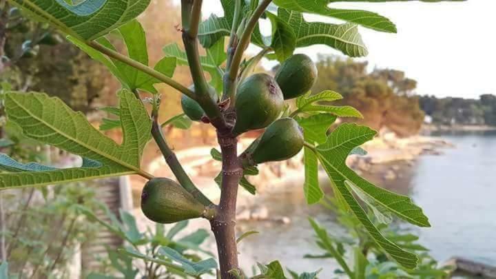 Apartment Lemon & Soul Selce Εξωτερικό φωτογραφία